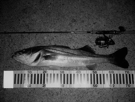 湾内散策釣行にて